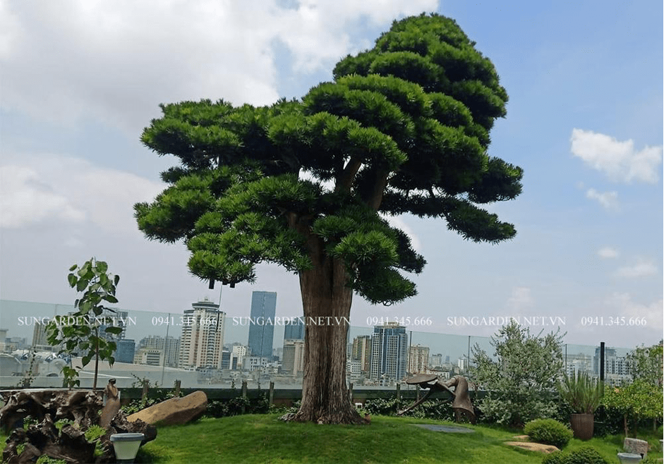  Khám phá ý nghĩa của cây Tùng La Hán trong phong thủy