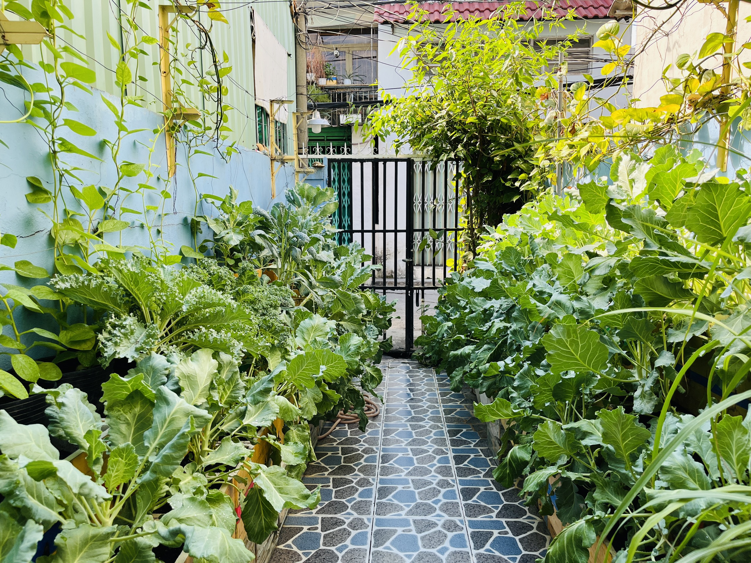 sân trong nhà phố 5