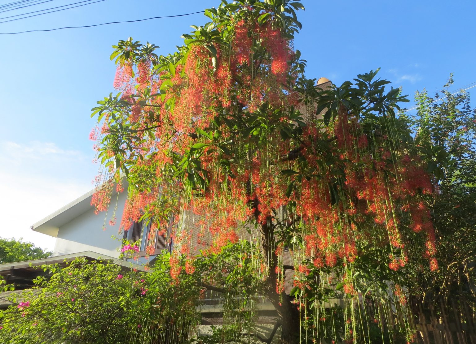 cây tiểu cảnh sân vườn 3