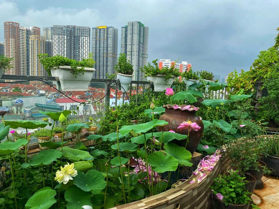 Vườn nhà đẹp 3