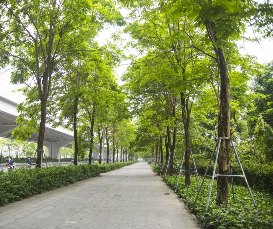 thiết kế cảnh quan cây xanh 1