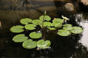 vườn nhà đẹp 5