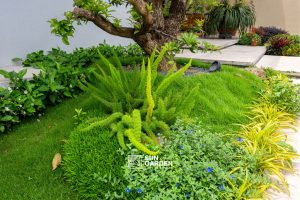 Ảnh sân vườn 3