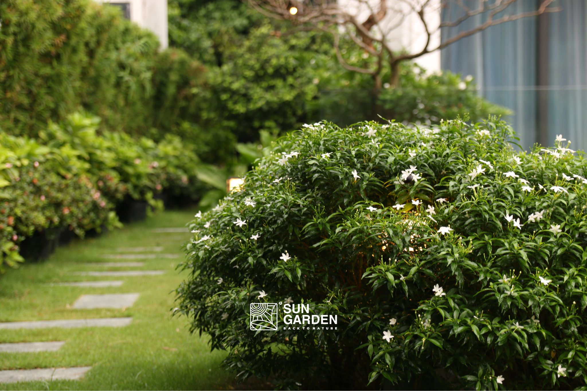 Sân vườn sau nhà ống 1