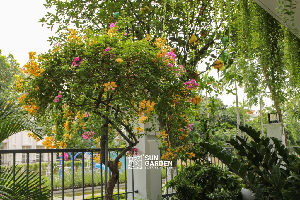 tiểu cảnh sân vườn nhỏ 4